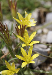 Türkei, Yellow Star Tube Blumen, Nahaufnahme - SIEF003739