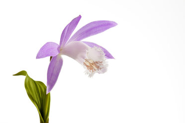 Taiwan Pleione vor weißem Hintergrund, Nahaufnahme - CSF019201