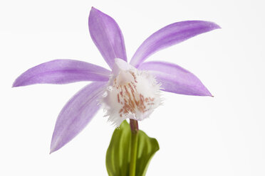 Taiwan Pleione vor weißem Hintergrund, Nahaufnahme - CSF019202