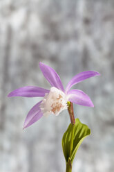 Taiwan pleione, Nahaufnahme - CSF019203