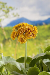 Primula auricula Blüten, Nahaufnahme - CSF019140