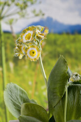 Primula auricula Blüten, Nahaufnahme - CSF019141