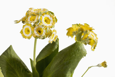 Primula auricula-Blüten vor weißem Hintergrund, Nahaufnahme - CSF019144