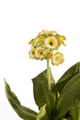 Primula auricula-Blüten vor weißem Hintergrund, Nahaufnahme - CSF019145