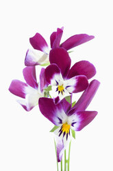Viola-Blüten vor weißem Hintergrund, Nahaufnahme - CSF019208