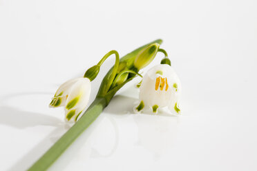 Frühling Schneeflocken Blumen auf weißem Hintergrund, Nahaufnahme - CSF019198