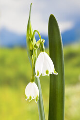 Frühling Schneeflockenblumen, Nahaufnahme - CSF019197