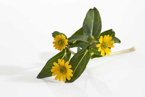 Sanvitalia procumbens Blumen auf weißem Hintergrund, Nahaufnahme, lizenzfreies Stockfoto