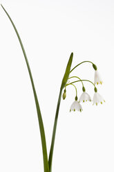Frühling Schneeflocke Blume gegen weißen Hintergrund, Nahaufnahme - CSF019165
