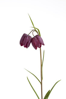 Blüten von Fritillaria meleagris vor weißem Hintergrund, Nahaufnahme - CSF019164