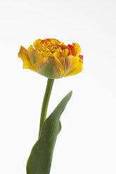 Gelbe Tulpenblüte vor weißem Hintergrund, Nahaufnahme - CSF019155