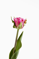 Rosa Tulpenblüte vor weißem Hintergrund, Nahaufnahme - CSF019151