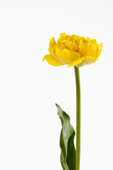 Gelbe Tulpenblüte vor weißem Hintergrund, Nahaufnahme - CSF019149