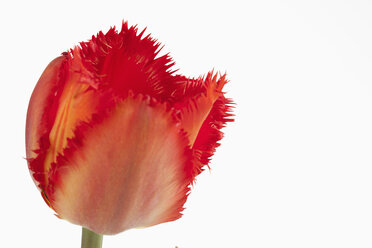 Rot gefranste Tulpenblüte vor weißem Hintergrund, Nahaufnahme - CSF019174