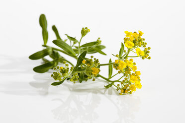 Berg-Alyssum-Blüten auf weißem Hintergrund, Nahaufnahme - CSF019194