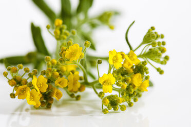 Berg-Alyssum-Blüten auf weißem Hintergrund, Nahaufnahme - CSF019137