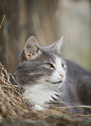 Deutschland, Baden Württemberg, Katze auf Heu liegend, Nahaufnahme - SLF000078