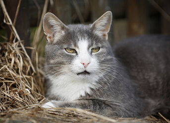 Germany, Baden Wuerttemberg, Cat lying on hay, close up - SLF000077