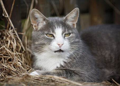 Deutschland, Baden Württemberg, Katze auf Heu liegend, Nahaufnahme - SLF000077