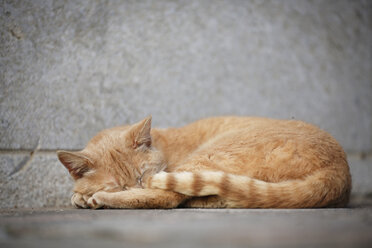 Germany, Baden Wuerttemberg, Cat sleeping on ground - SLF000060