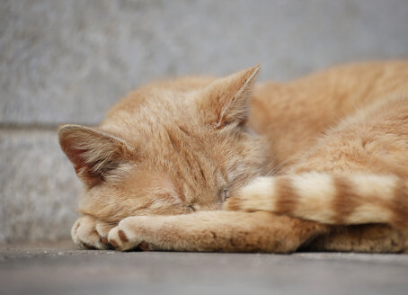 Deutschland, Baden Württemberg, Katze schläft auf dem Boden - SLF000059