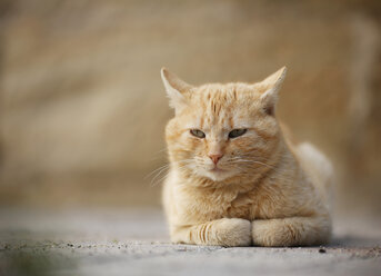 Deutschland, Baden Württemberg, Müde Katze am Boden liegend, Nahaufnahme - SLF000076