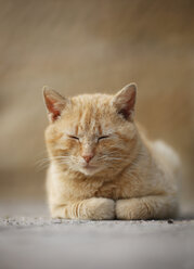 Germany, Baden Wuerttemberg, Tired cat lying on ground, close up - SLF000058