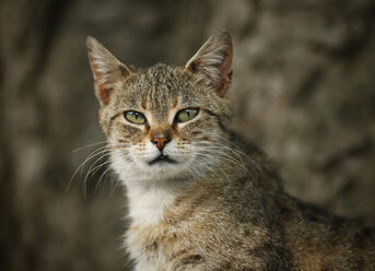 Deutschland, Baden Württemberg, Katze, Nahaufnahme - SLF000075