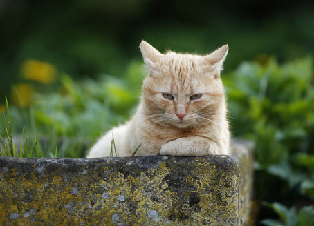 Deutschland, Baden Württemberg, Katze liegend im Futterhäuschen - SLF000073