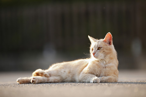 Deutschland, Baden Württemberg, Katze liegt auf Katze auf Straße, lizenzfreies Stockfoto