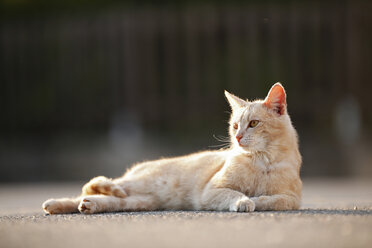 Deutschland, Baden Württemberg, Katze liegt auf Katze auf Straße - SLF000071