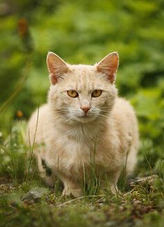 Deutschland, Baden Württemberg, Katze sitzt auf einer Wiese - SLF000057