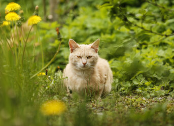 Deutschland, Baden Württemberg, Katze sitzt auf einer Wiese - SLF000056