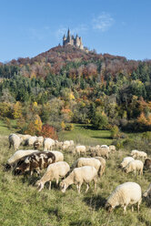 Germany, Baden Wuerttemberg, Flock of sheeps grazing grass, Hohenzollern Castle in background - EL000070