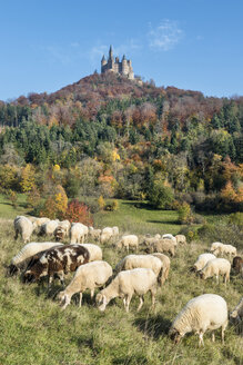 Deutschland, Baden Württemberg, Schafherde beim Grasen, im Hintergrund die Burg Hohenzollern - EL000070