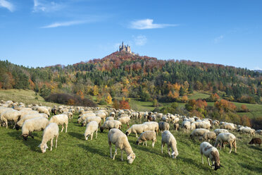 Deutschland, Baden Württemberg, Schafherde beim Grasen, im Hintergrund die Burg Hohenzollern - EL000069