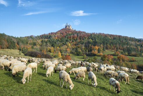Germany, Baden Wuerttemberg, Flock of sheeps grazing grass, Hohenzollern Castle in background - EL000069