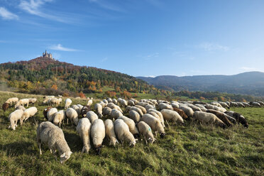 Germany, Baden Wuerttemberg, Flock of sheeps grazing grass, Hohenzollern Castle in background - EL000068