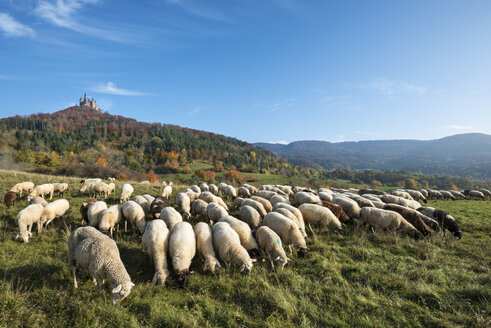 Germany, Baden Wuerttemberg, Flock of sheeps grazing grass, Hohenzollern Castle in background - EL000068