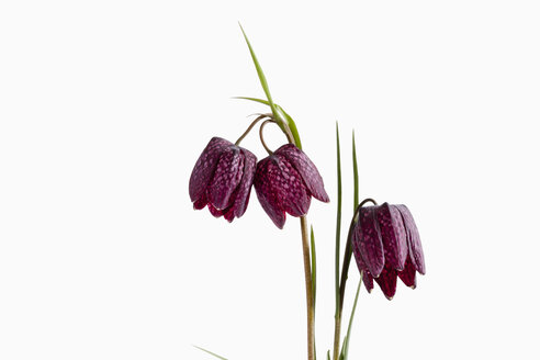 Blüten von Fritillaria meleagris vor weißem Hintergrund, Nahaufnahme - CSF019170