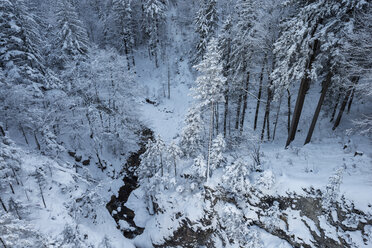 Germany, Bavaria, Coniferous forest covered with snow - ELF000090