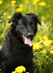 Deutschland, Baden Württemberg, Hund sitzt auf einer Wiese, Nahaufnahme - SLF000053