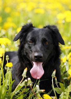 Deutschland, Baden Württemberg, Hund stehend auf Wiese, Nahaufnahme - SLF000052