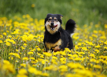 Deutschland, Baden Württemberg, Hund läuft auf Wiese - SLF000049