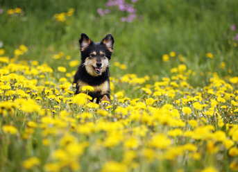 Deutschland, Baden Württemberg, Hund läuft auf Wiese - SLF000048