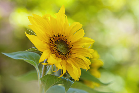 Deutschland, Baden Württemberg, Einjährige Sonnenblume, Nahaufnahme, lizenzfreies Stockfoto