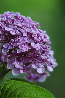 Deutschland, Baden Württemberg, Hydrangea arborescens, Nahaufnahme - BST000062