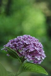 Germany, Baden Wuerttemberg, Hydrangea arborescens, close up - BST000063