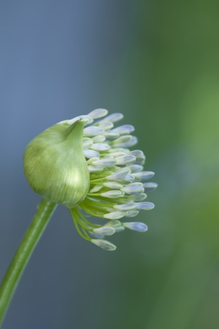 Deutschland, Baden Württemberg, Agapanthus, Nahaufnahme, lizenzfreies Stockfoto