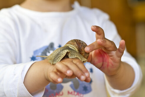 Germany, Kiel, Burgundy snail on hand of girl - JFEF000119